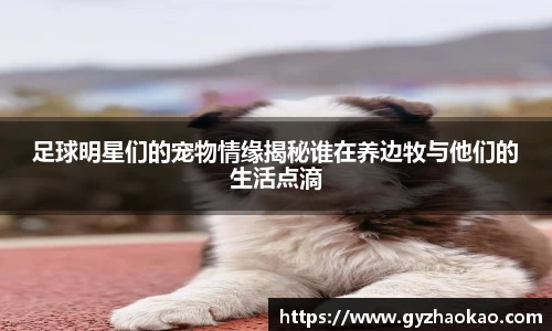 足球明星们的宠物情缘揭秘谁在养边牧与他们的生活点滴